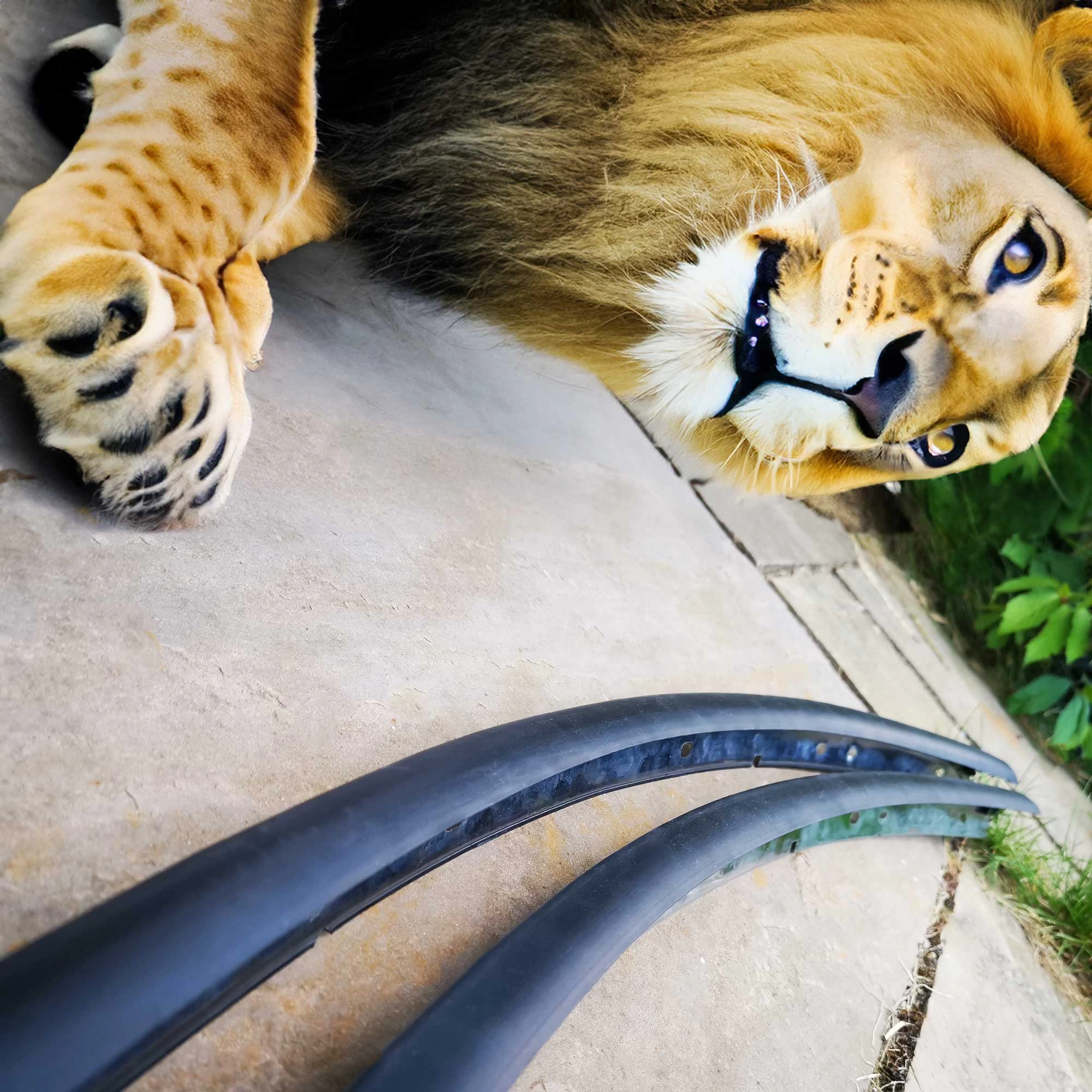 2G DSM OEM+ Drip Rail Replacement Molding DIY Kit (Coupe/Spyder) - Image 4